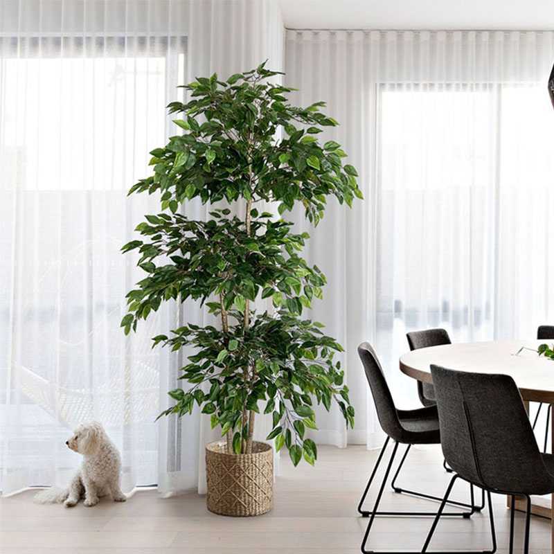 70in Ficus Artificial Tree Lar - Dracaena Marginata review and price