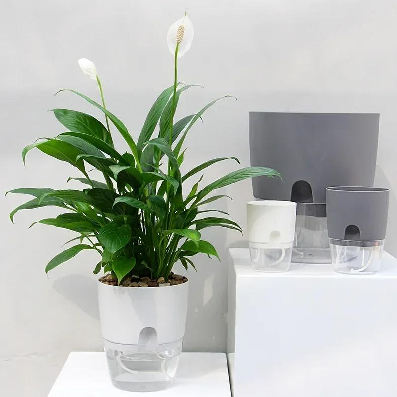 Transparent Double Layer Plast - Aloe Vera Pot review and price
