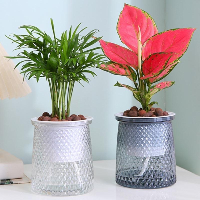 2024 Transparent Self Watering - Aloe Vera Pot review and price