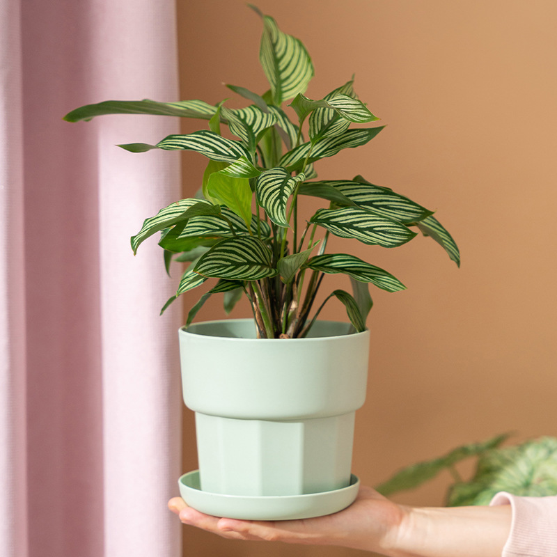Nordic Minimalist Style Green  - Aloe Vera Pot review and price