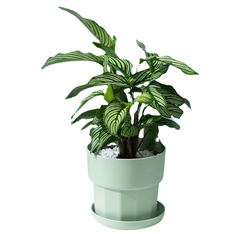 Nordic Minimalist Style Green  - Aloe Vera Pot review and price